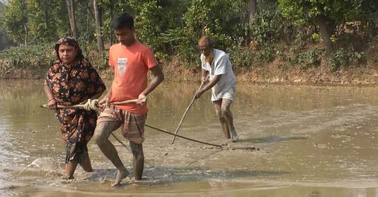 গরু না থাকায় , স্ত্রী-ছেলেকে দিয়ে মই টানাচ্ছেন কৃষক